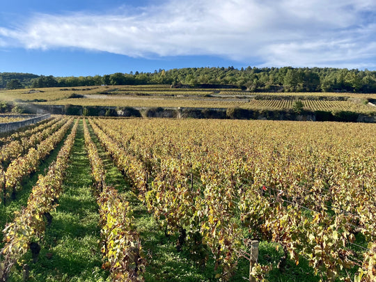 Les cépages des vins de Bourgogne