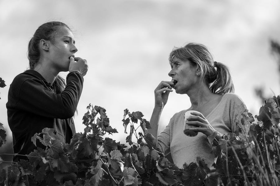 Vacqueyras "Alliance" Domaine Montvac 2022